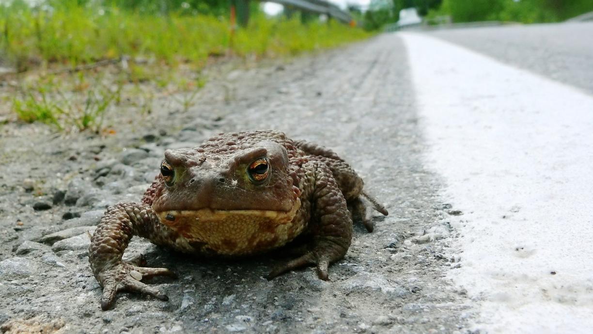Rupisammakko maantien varrella.