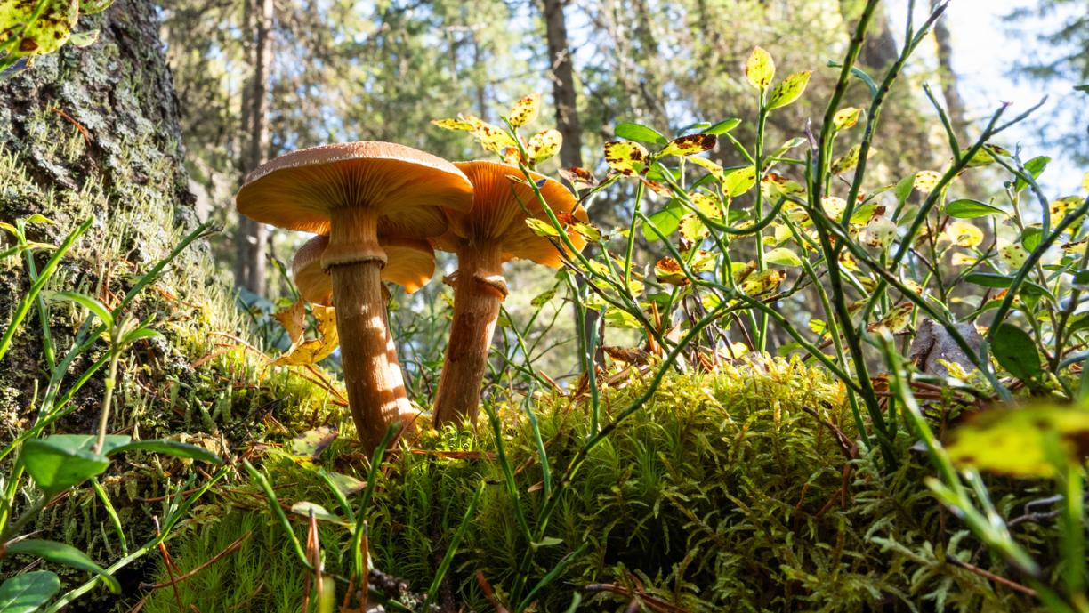 Metsässä varvikon seassa kasvaa kolme oranssia sientä hyvin lähellä toisiaan.
