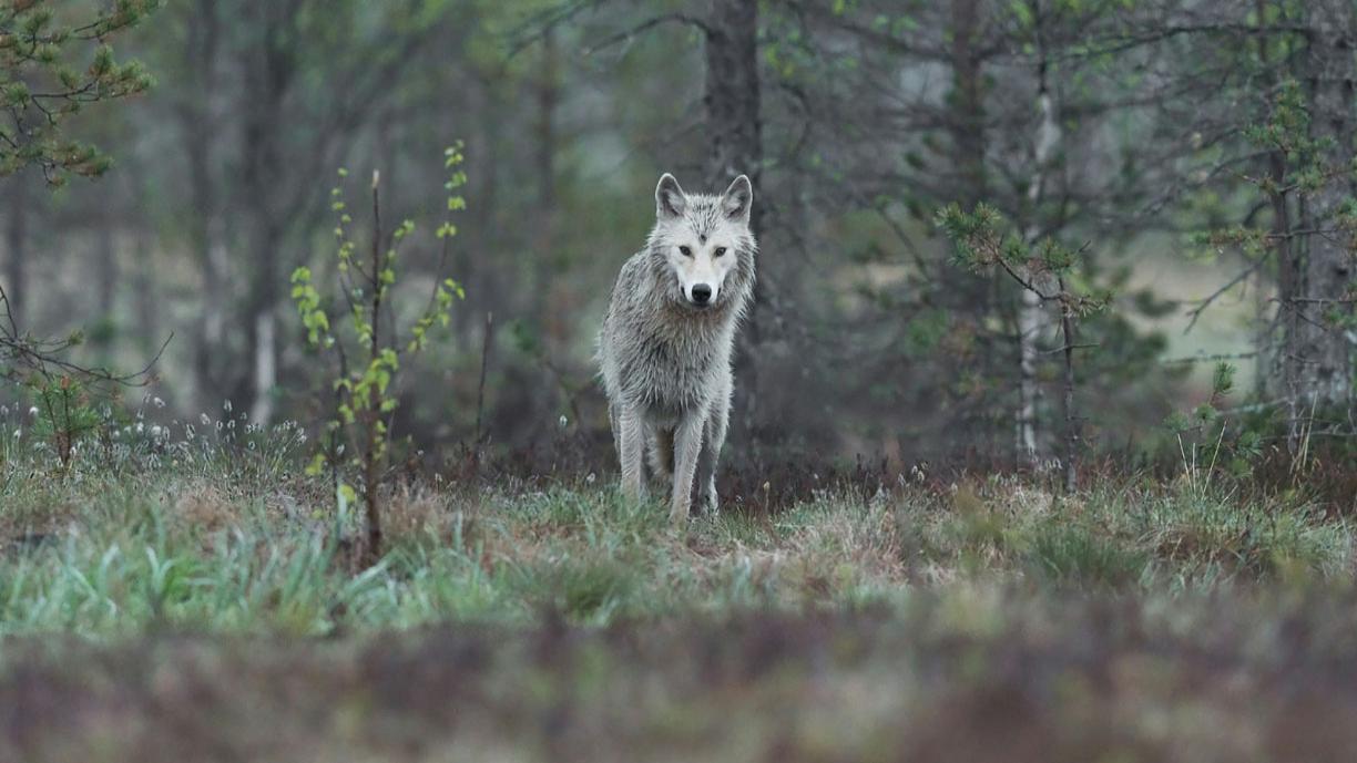 Susi metsämaisemassa.