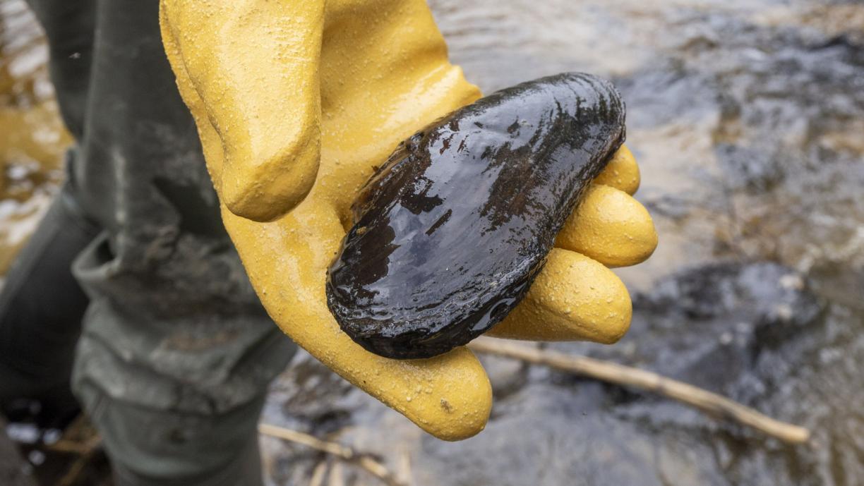 Henkilö seisoo joen rannalla saappaat jalassa ja pitää keltaiseen kumihanskaan puetussa kädessään kookasta jokihelmisimpukkaa.