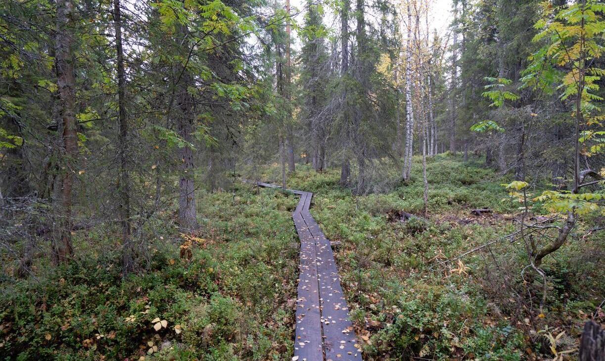 Pitkospuut Pyhä-Luoston kansallispuistossa.