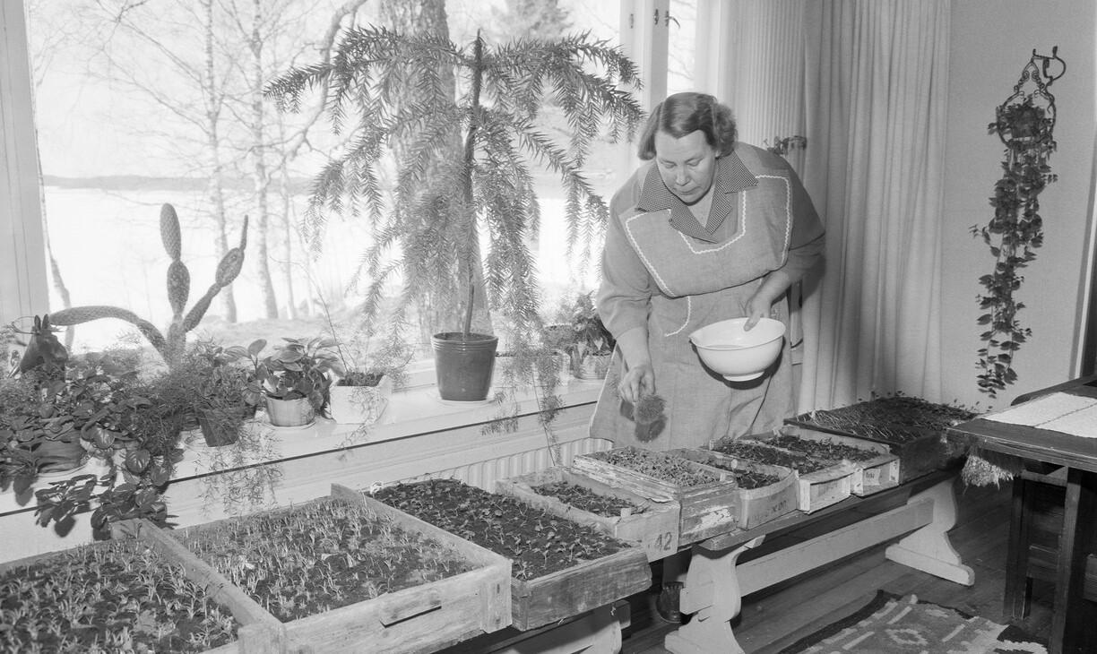 Mustavalkoinen kuva, jossa nainen kastelee ikkunan edessä olevia laatikoita, joissa hän idättää vihanneksia.