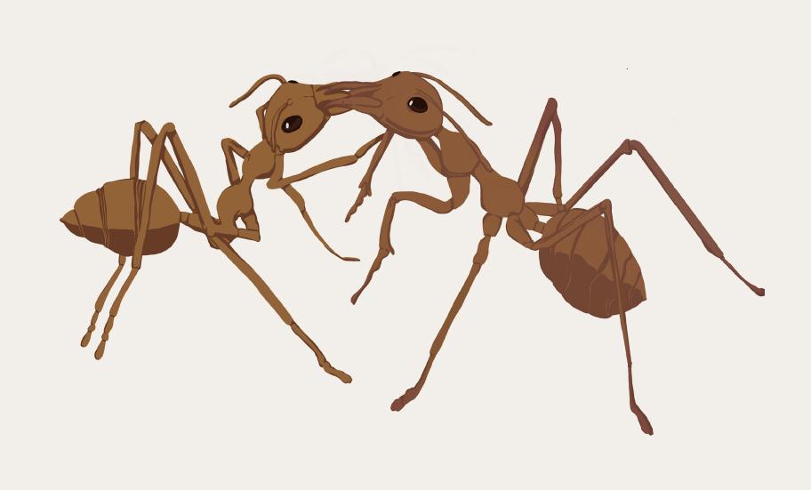 Piirroskuva kahdesta muurahaisesta, jotka ovat toisissaan suista kiinni.