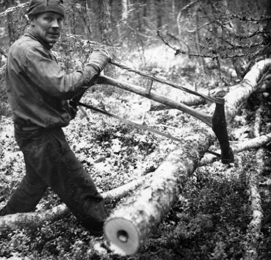 Mustavalkoinen valokuva, jossa miesoletettu seisoo keskellä metsää sahaa puun runkoa isolla sahalla.