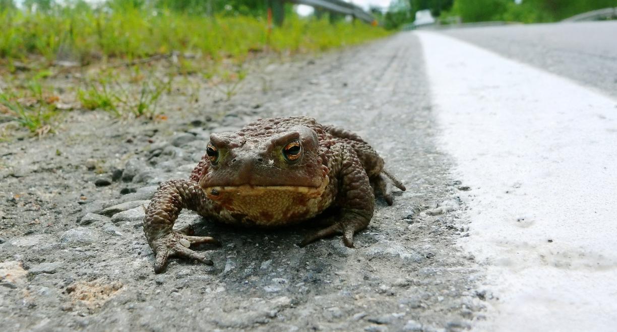 Rupisammakko maantien varrella.