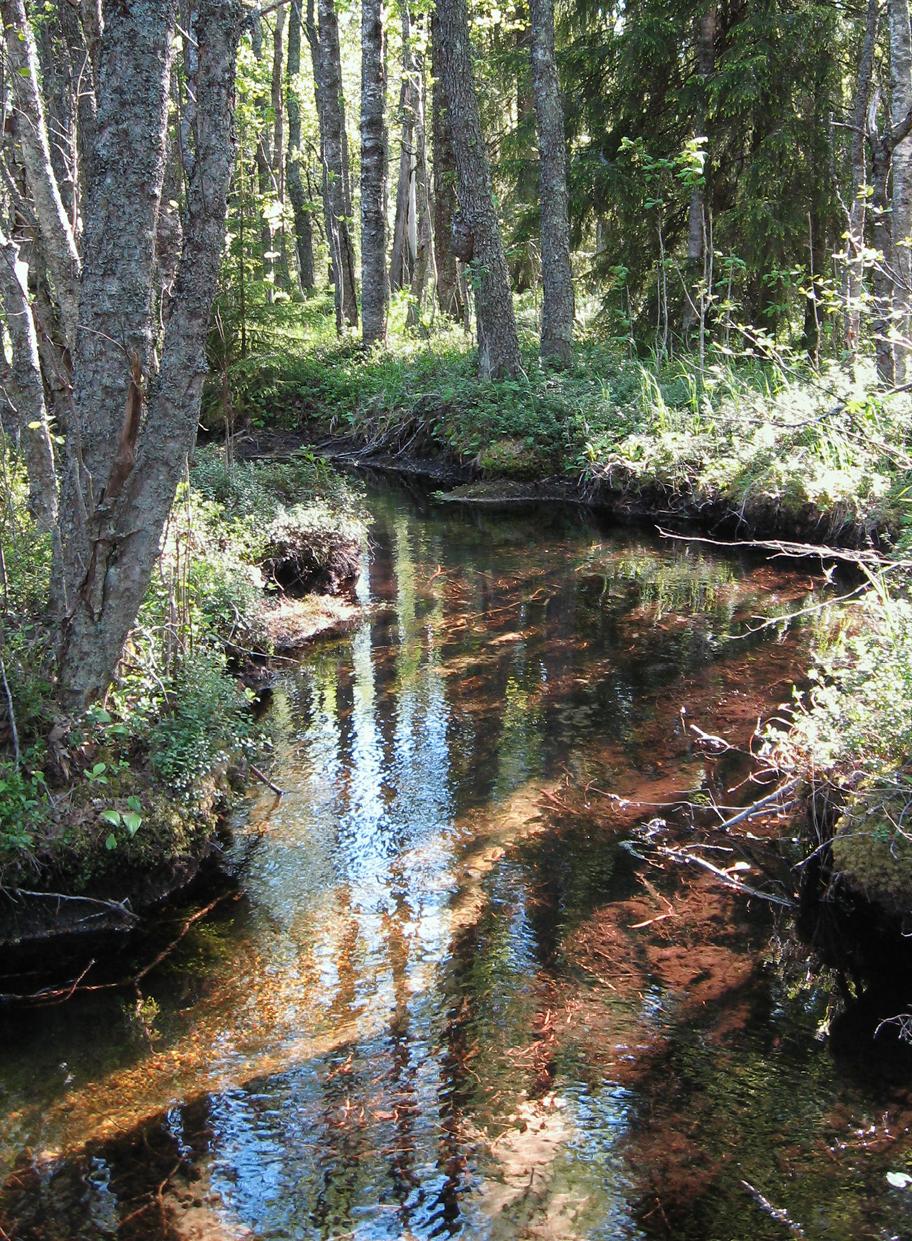 Rehevän metsän keskellä virtaa kirkasvetinen, leveähkö puro.