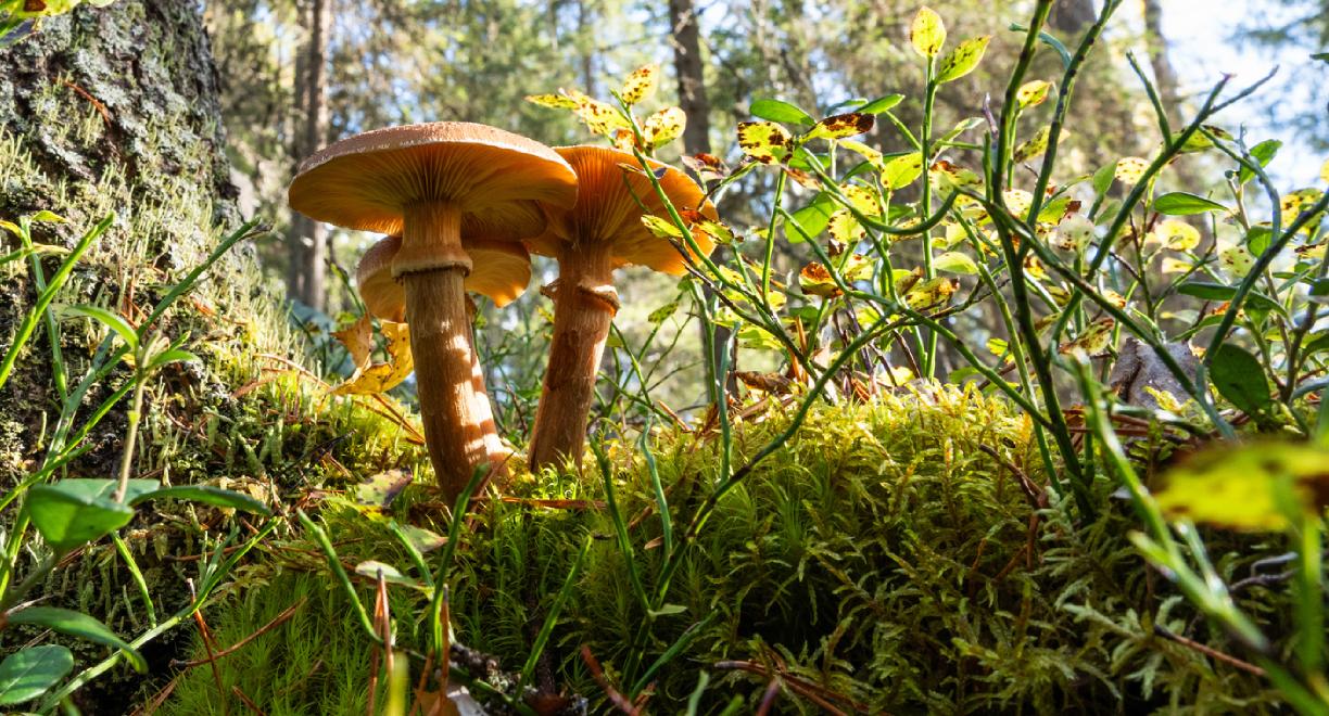 Metsässä varvikon seassa kasvaa kolme oranssia sientä hyvin lähellä toisiaan.