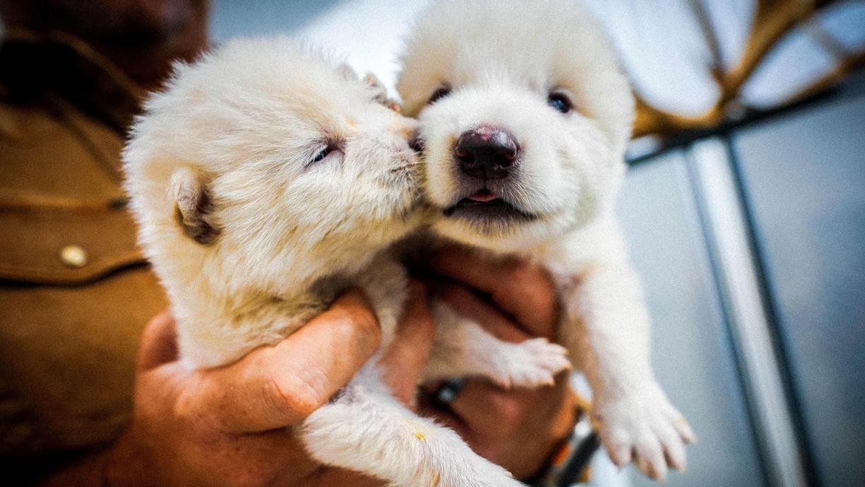 Kahta pientä valkoista sudenpentua pidetään kahdella kädellä esillä.