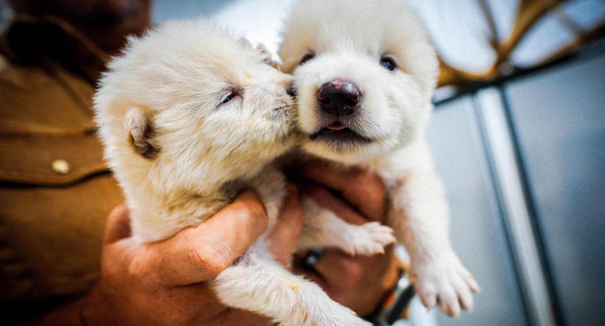 Kahta pientä valkoista sudenpentua pidetään kahdella kädellä esillä.