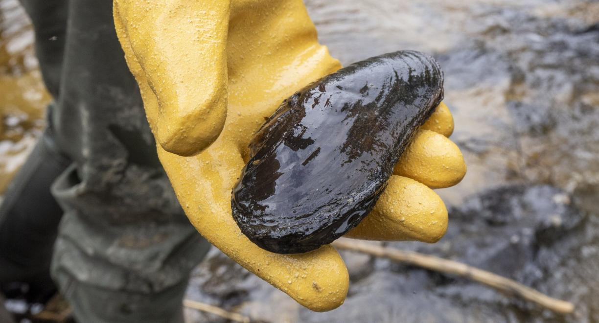 Henkilö seisoo joen rannalla saappaat jalassa ja pitää keltaiseen kumihanskaan puetussa kädessään kookasta jokihelmisimpukkaa.