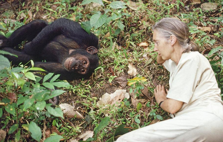 Simpanssi ja nainen makoilevat ruohon ja lehtien peittämässä maassa. He katselevat toisiaan.