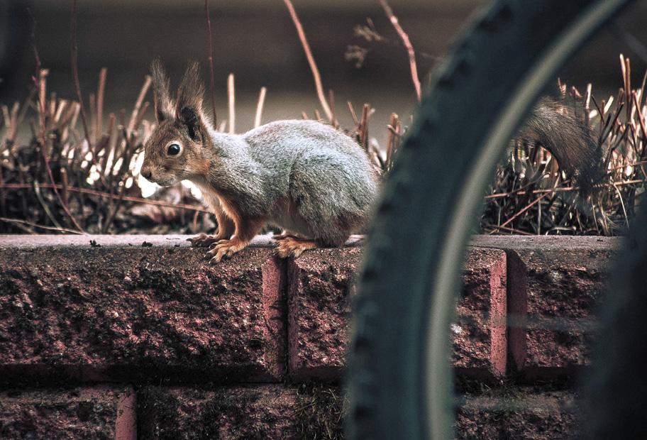Orava kiviaidan päällä, vieressä polkupyörän rengas.