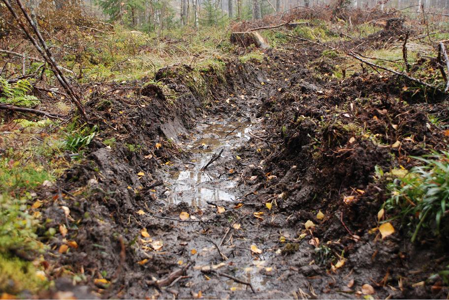 Metsänpohjan halki kulkee suuri mutainen renkaan- tai koneen tekemä ura, jonka kohdalla maanpinta on rikkoutunut ja aluskasvillisuuden sijaan on näkyvissä paljasta maapohjaa. Uran pohjalle on kertynyt pieniä lammikoita.