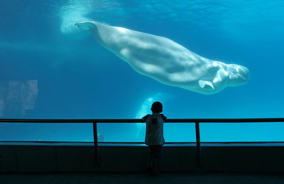 Suuri akvaarioallas, jossa ui maitovalas. Pieni poika katselee valasta lasin takana.