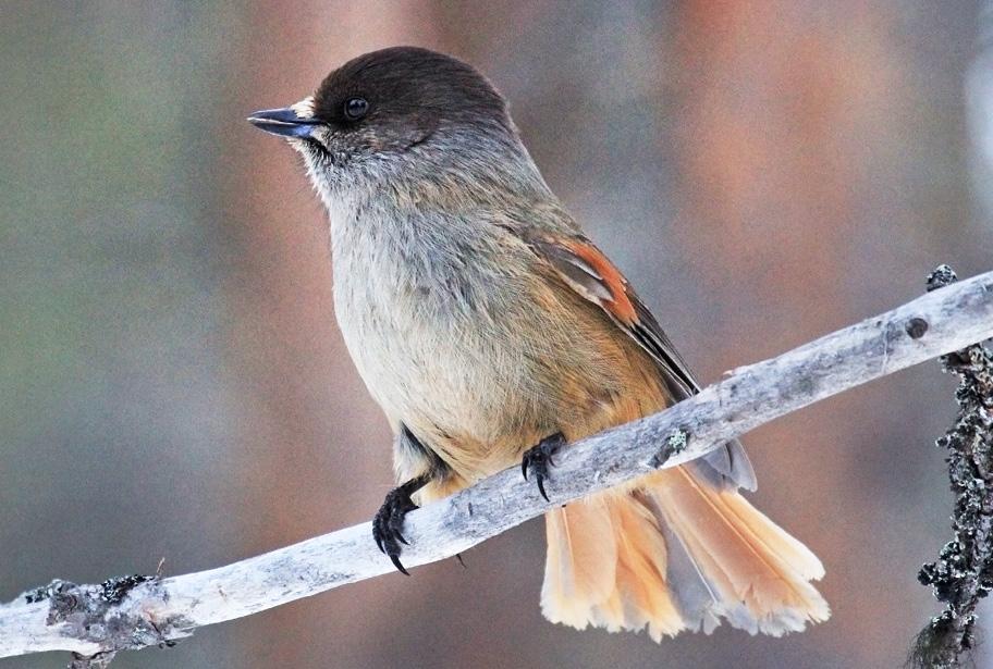 Pieni harmaarintainen lintu istuu puun oksalla. Linnun pää ja siipi ovat tummat ja pyrstösulat vaalean punertavat.