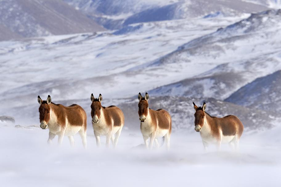 Neljä hevosta muistuttavaa eläintä seisoo rivissä lumisessa vuoristomaisemassa. Eläinten pää ja selkäpuoli ovat punertavat. Vatsa, kaula ja jalat ovat valkoiset.