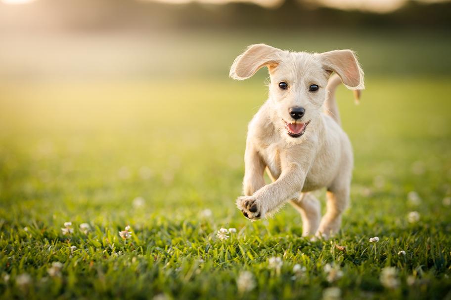 Pieni vaalea koira juoksee nurmikolla.