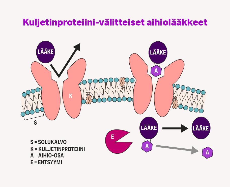 Kaaviokuva lääkkeen kulkeutumisesta. Jos lääkkeeseen ei liity aihio-osaa, se kirpoaa pois kuljetinproteiinista eikä läpäise solukalvoa. Jos lääkkeessä on aihio-osa, se kulkeutuu kuljetinproteiinin kautta solukalvon läpi, ja sen jälkeen entsyymi erottaa lääkkeen ja aihio-osan toisistaan.