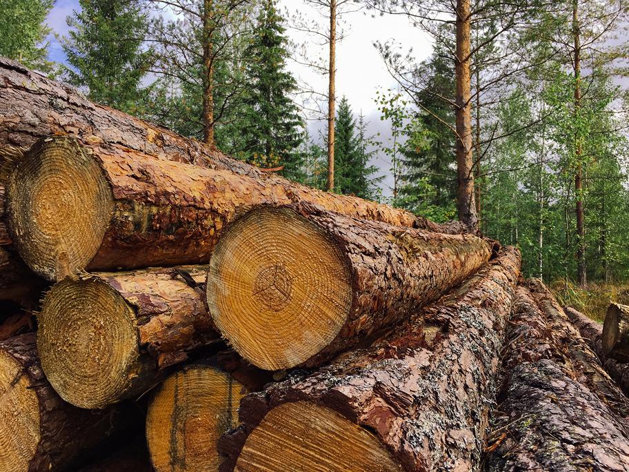 Pino hakattuja puunrunkoja metsässä.