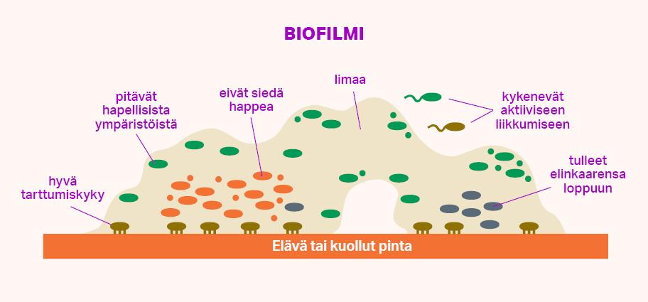 Kaavio biofilmin rakenteesta.