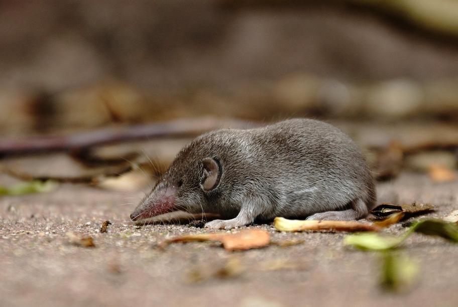 Pieni ruskeanharmaaturkkinen eläin.