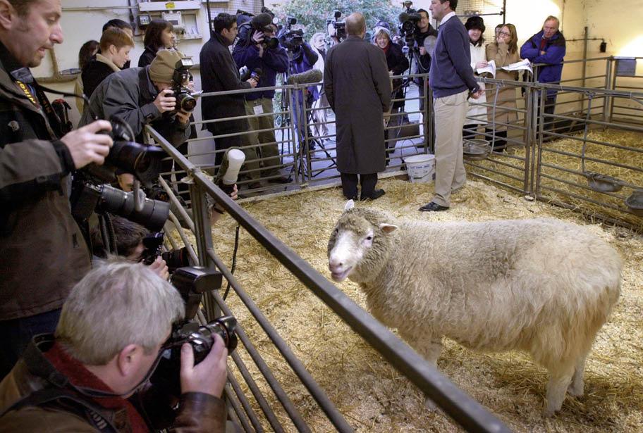 Valkoinen lammas on karsinassa, jota ympäröi kuvaajien ja toimittajien joukko.
