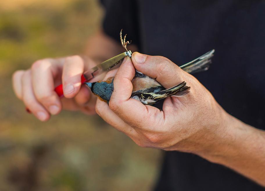 Lähikuva käsistä, joissa pidetään pientä lintua. Linnun jalkaan kiinnitetään pihdeillä pientä metallista rengasta.