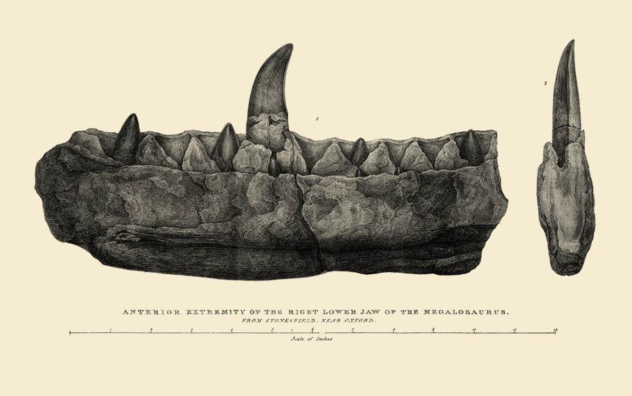 Yksityiskohtainen, mustavalkoinen piirros tai grafiikanlehti, joka esittää leukaluuta.  Luussa näkyy yksi suuri, terävä hammas ja pari kolme pienempää.