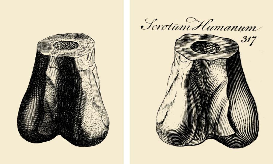 Kaksi yksityiskohtaista, mustavalkoista piirrosta tai grafiikanlehteä, jotka kuvaavat aavistuksen pitkämäistä esinettä. Esineen alaosassa on kaksi pyöreämuotoista, pussimaista muotoa, yläosa on kapeampi ja ikään kuin poikkileikatun näköinen. Oikeanpuoleisessa kuvassa esineen päällä on teksti "Scrotum Humanum 317".