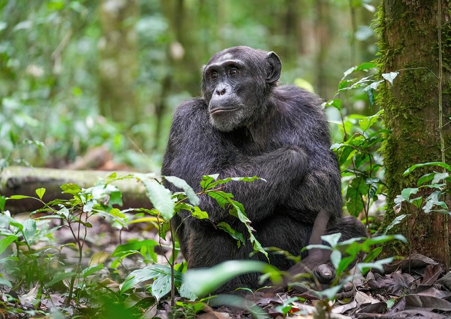 Simpanssi istuu puun vieressä vihreässä metsässä.