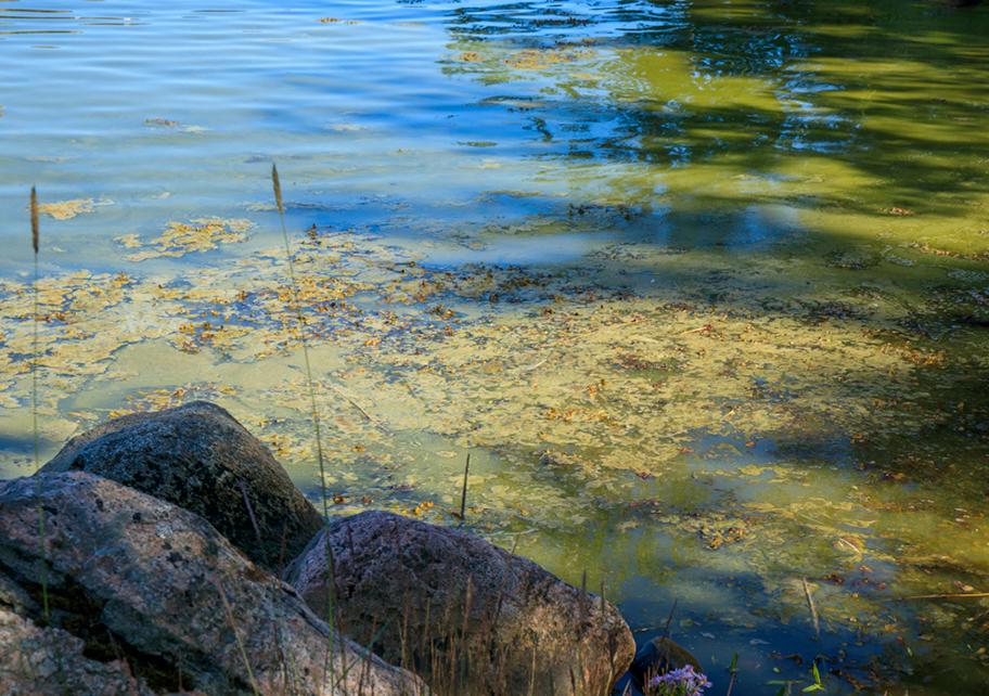Rantakivikkoa ja tyyntä rantavettä. Vesi on paikoin sävyltään vihreää ja sen pinnalla kelluu vaaleanvihreää ainesta.