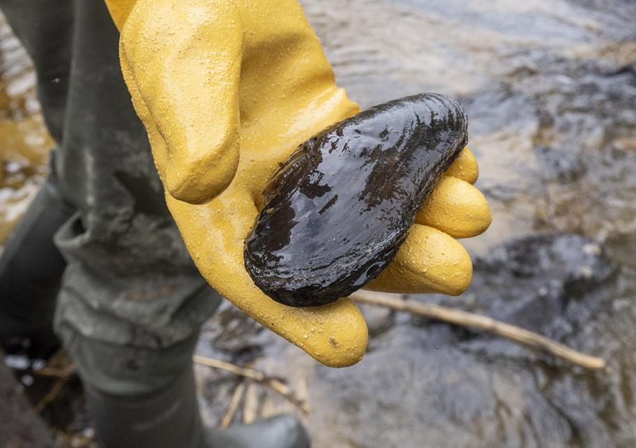Henkilö seisoo joen rannalla saappaat jalassa ja pitää keltaiseen kumihanskaan puetussa kädessään kookasta jokihelmisimpukkaa.